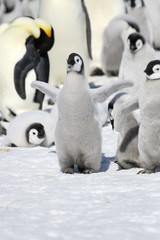 Emperor penguins (Aptenodytes forsteri)