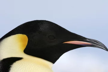 Poster Emperor penguin (Aptenodytes forsteri) © Gentoo Multimedia