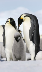 Fototapeta na wymiar Emperor penguins (Aptenodytes forsteri)