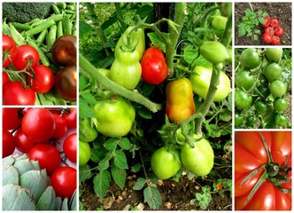 tomates