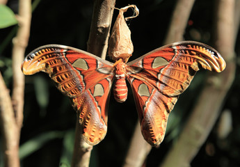 papillon et sa chrysalide © joël BEHR