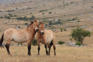 couple de chevaux sauvages