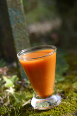 gaspacho