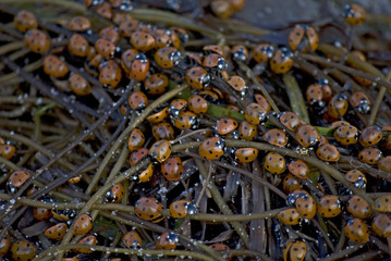 Marienkäfer auf Algen