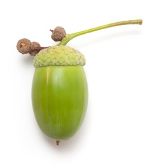 Green acorn macro