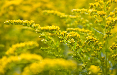 Fototapeta premium The world of yellow colour