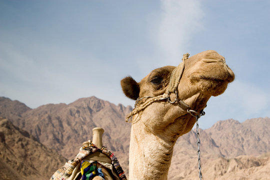 Camel for tourists