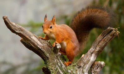 Fotobehang Red Squirrel (Sciurus vulgaris) © Petter Schou