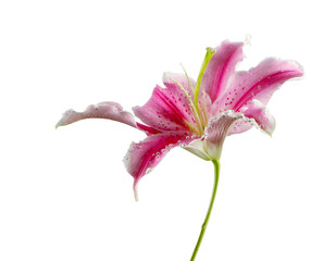 lily flower on white
