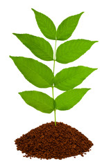 Plant in land