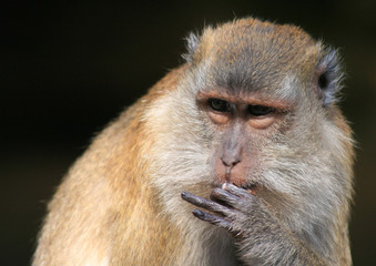 Macaque