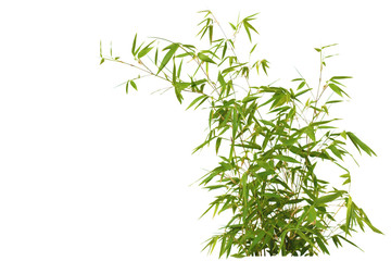 Bamboo