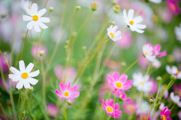Cosmos flowers