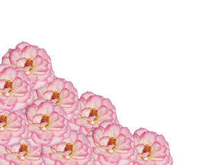 springtime background pink rose flower border