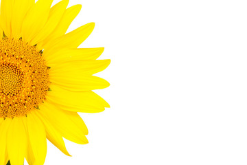 Half of the sunflower isolated on white
