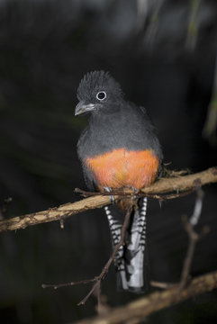 Wei&szlig;schwanz Trogon