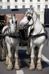 Fototapeta na wymiar Two Harness Horses