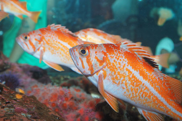 Orange perch fishes.