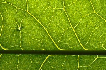 closeup plant texture background