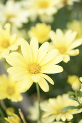 Yellow Aster Daisy