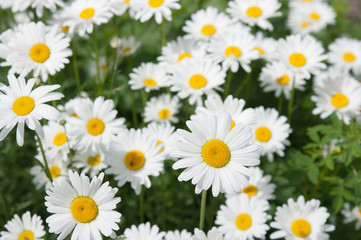 Camomile