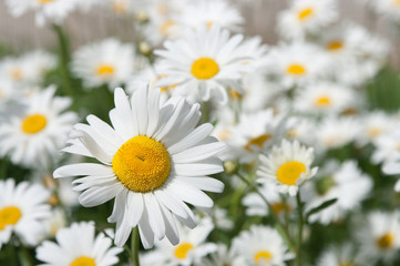 Camomile