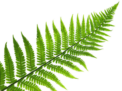 Fototapeta leaf of fern
