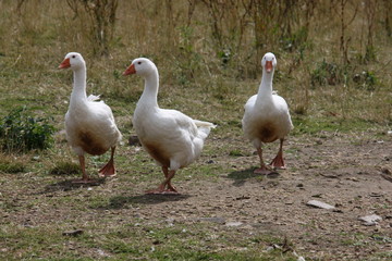Hausgänse