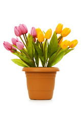 Pot with tuplis isolated on white