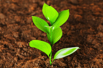 New life concept - green seedling growing out of soil