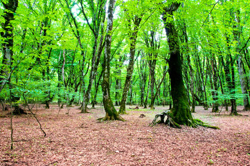 Nature concept - Green forest during bright summer day