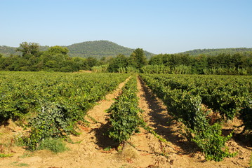 Fototapeta na wymiar Paysage du vignoble de Provence