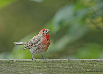 Male House Finch (Carpodacus mexicanus)