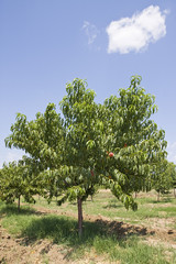 Fototapeta na wymiar Drzewa brzoskwiniowe
