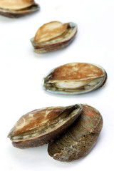 shellfish(tokobushi)