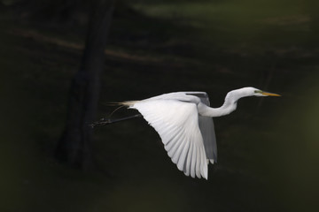 Great White Egret in Flight