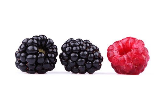 The blackberry and raspberry
