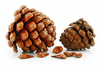 Nuts and Cone of Siberian Pine Isolated on White