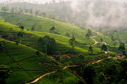 Hochland von Sri Lanka mit Teeplantagen im Nebel