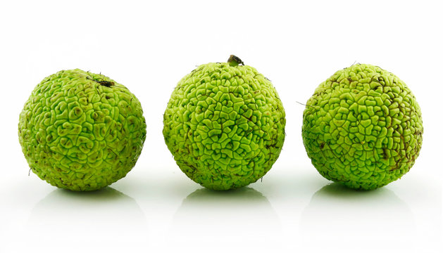 Osage Orange (Maclura) Isolated on White