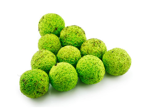 Osage Orange (Maclura) Isolated on White