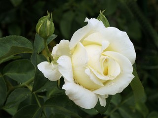 white rose on shrub