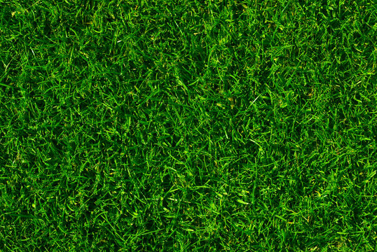 texture de fond en gazon vert - green ou pelouse tondue