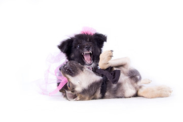 Where you went for a walk, cattle?