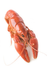 Crayfish