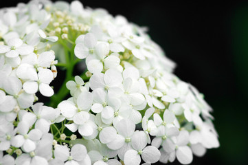 Background of white hydrangea blossoms