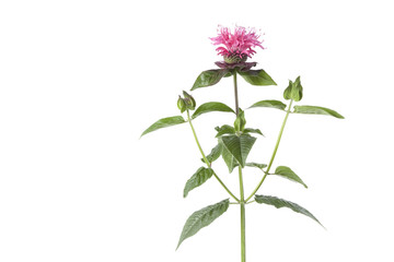 Pink beebalm flower and medicine
