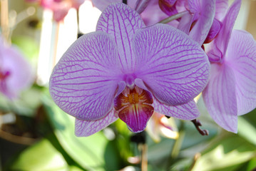 Orchidee