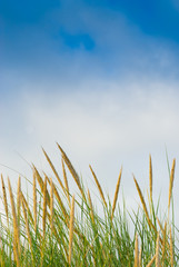 v&eacute;g&eacute;tation naturelle et ciel bleu