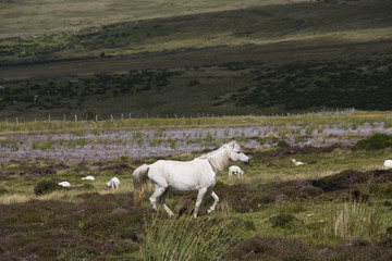 Walking from Llanfairfechan